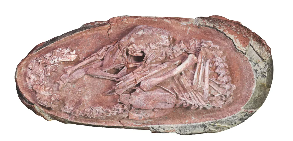 Scientists reveal perfectly preserved dinosaur embryo found inside fossilized egg (Photo)